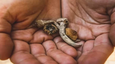 Are Magic Mushrooms a Felony in California?