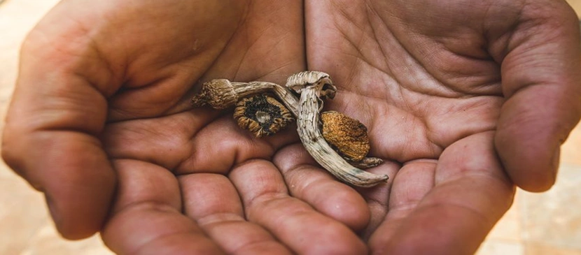 Are Magic Mushrooms a Felony in California?